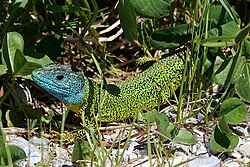 Iberian emerald lizard