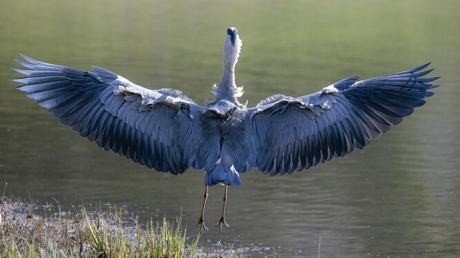 Grey Heron taking off