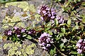 * Nomination Wild thyme in the swiss alps. --Dschwen 12:50, 2 August 2007 * Decline There isn't in focus most of flowers.--Beyond silence 22:50, 2 August 2007 (UTC)