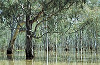 Barmah Forest