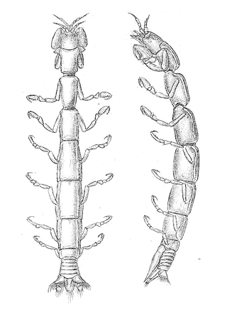 <span class="mw-page-title-main">Leptanthuridae</span> Family of crustaceans