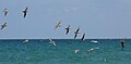 * Nomination: Sandpiper flock in flight --Ianare 06:36, 6 May 2009 (UTC) * * Review needed