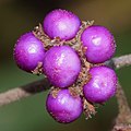 Callicarpa mollis (fruits s5).jpg