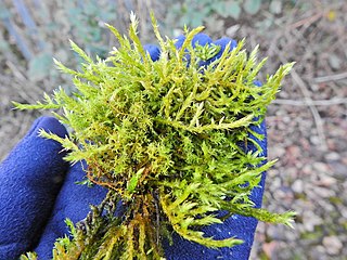 <i>Calliergonella cuspidata</i> Species of moss