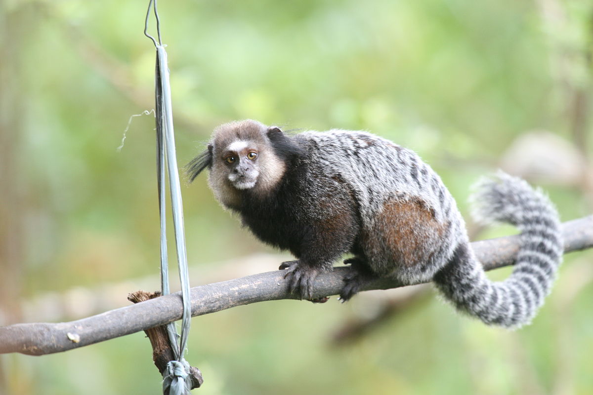 Sagui - Espécie de Macaco - Animais - InfoEscola