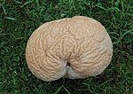 Thumbnail for Calvatia craniiformis