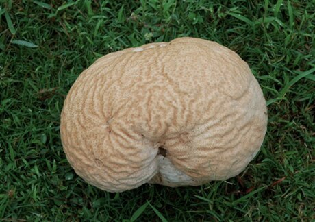 Calvatia craniiformis