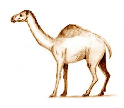 Camelops.jpg