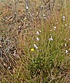 Campanula rotundifolia