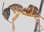 Thumbnail for Camponotus americanus