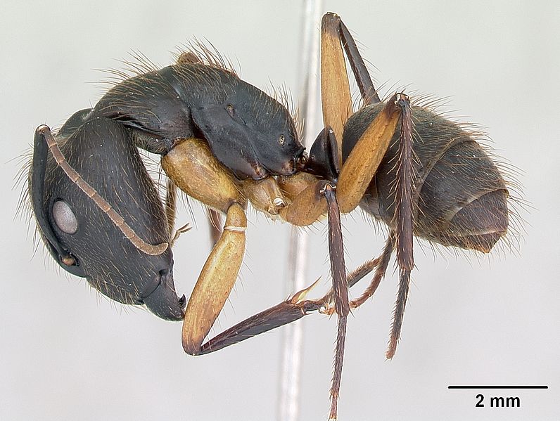 File:Camponotus renggeri casent0173440 profile 1.jpg