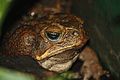 Cane Toad