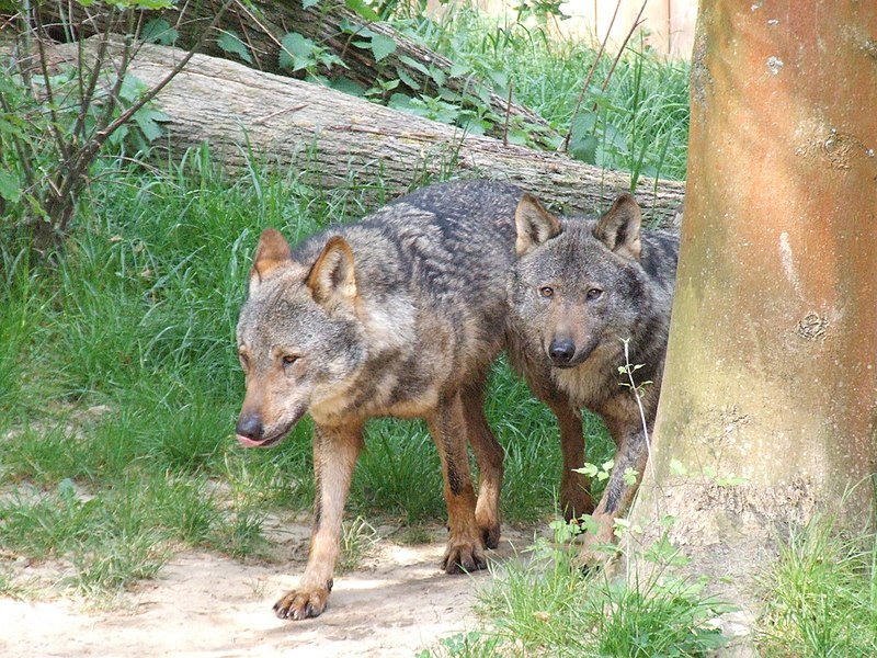 File:Canis lupus signatus (Kerkrade Zoo) 10.jpg