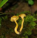 Миниатюра для Cantharellus minor