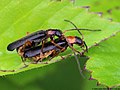 Cantharis fulvicollis Fallén, 1807 (=C. flavilabris)