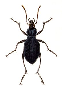 <i>Carabus catenulatus</i> Species of beetle