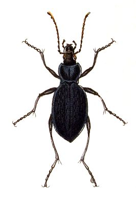 Carabus catenulatus