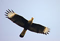 Caracara plancus (u letu)