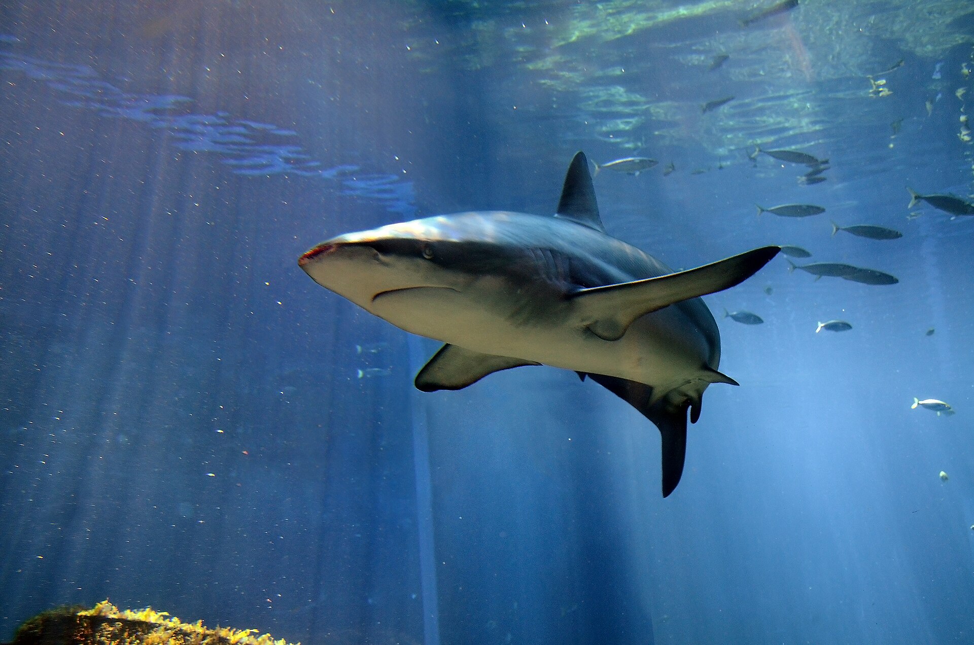 1920px-Carcharhinus_obscurus_in_UShaka_Sea_World_0893a.jpg