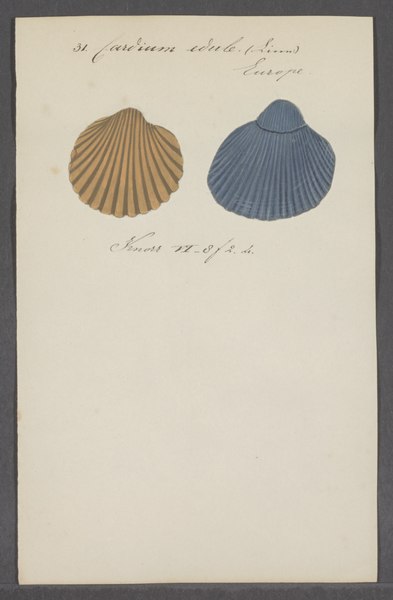 File:Cardium edule - - Print - Iconographia Zoologica - Special Collections University of Amsterdam - UBAINV0274 077 07 0051.tif