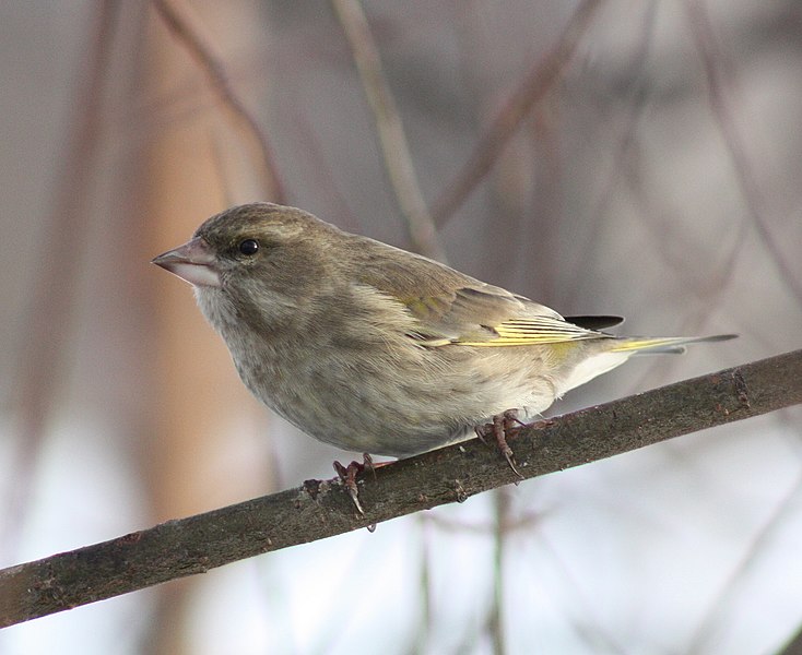 File:Carduelis chloris Oulu 20110305.JPG