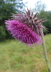 Flower head Carduus nutans 180807.jpg