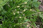 Carex ferruginea (Rost-Segge) IMG 3517.jpg