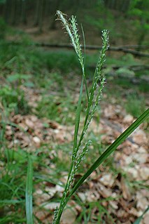<i>Carex strigosa</i> Species of plant in the genus Carex