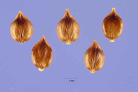 Tập_tin:Carexsimulata1.jpg