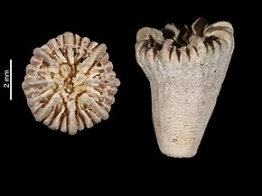 Resim açıklaması Caryophyllia rugosa (MNHN-IK-2009-1772) .jpeg.