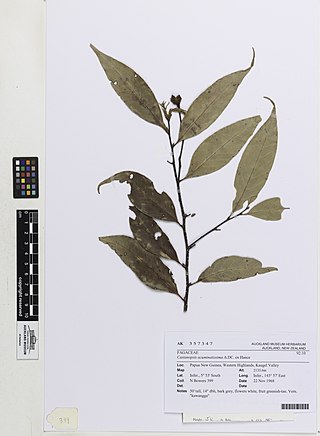<i>Castanopsis acuminatissima</i> Species of tree