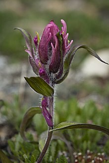 Castilleja elegans.jpg