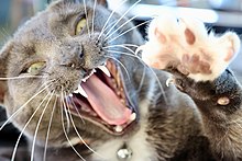 A cat with exposed teeth and claws Cat yawn with exposed teeth and claws.jpg