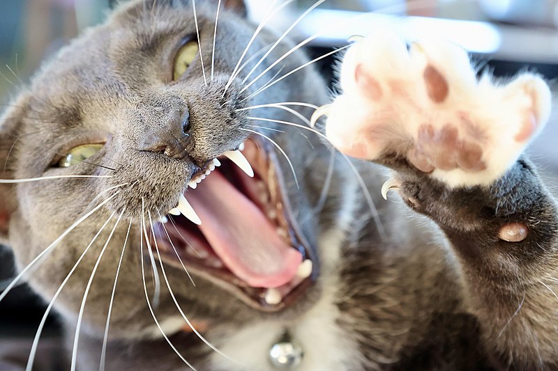 File:Cat yawn with exposed teeth and claws.jpg