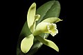 Cattleya luteola