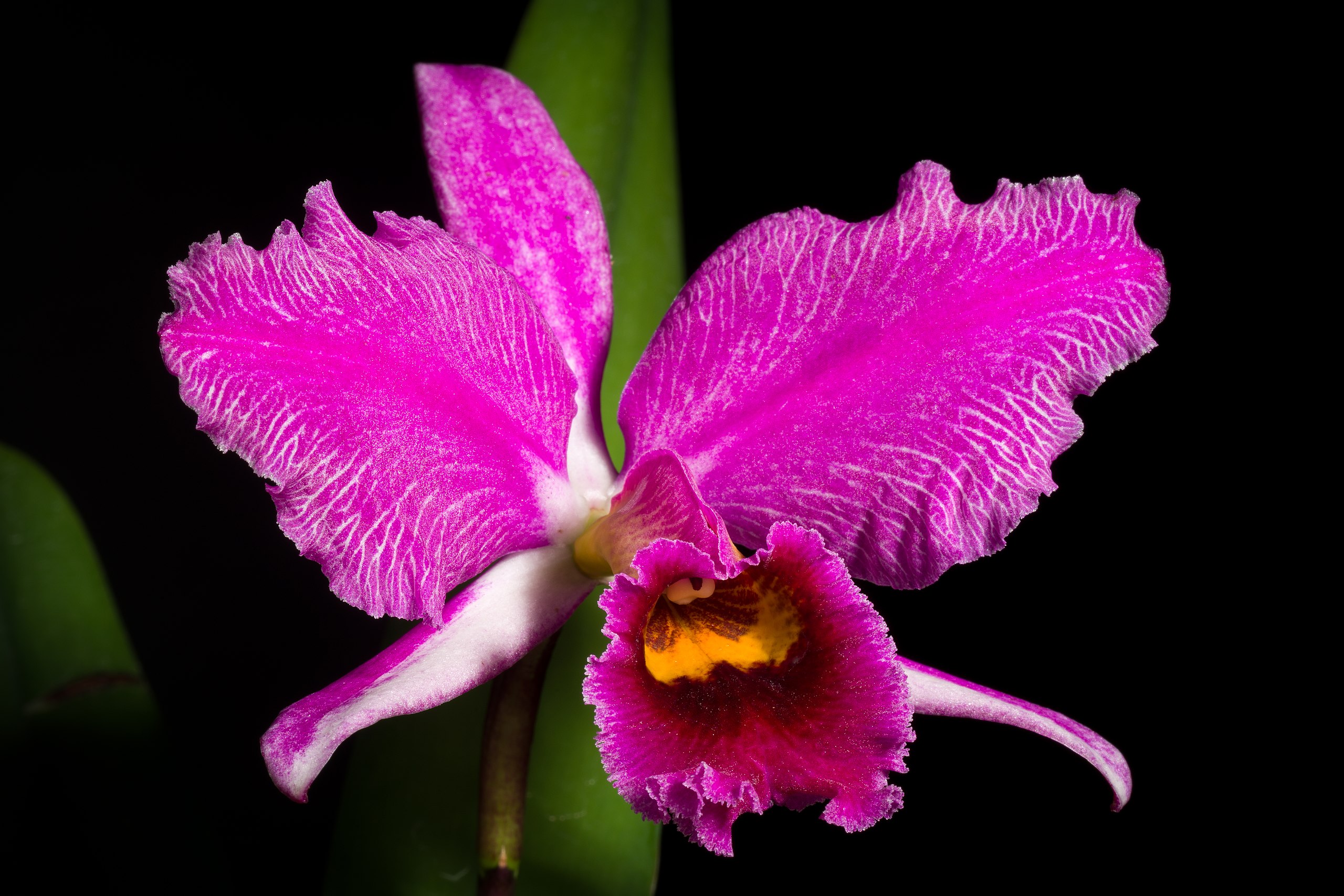 File:Cattleya percivaliana fma. rubra 'Veneno' (Rchb.f.) O'Brien