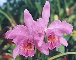 Orhideja Cattleya warscewiczii