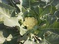 Cauliflower-buds-on-Plant-view3.JPG