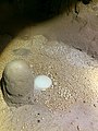 Image of Cave Pearl formation