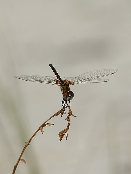 File:Celithemis ornata.jpg