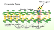 Thumbnail for Cell adhesion