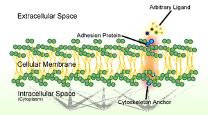 Schematic of cell adhesion Cell Adhesion.png