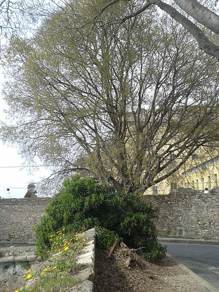 File:Celtis australis Genova.jpeg