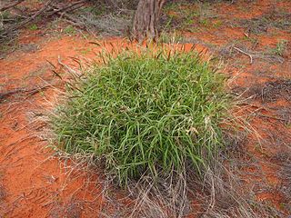 <i>Cenchrus ciliaris</i> Species of grass