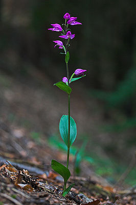 Red forest bird (Cephalanthera rubra)