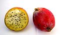 Edible fruits of Cereus repandus
