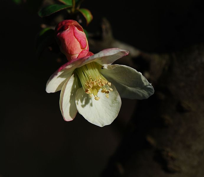 File:Chaenomeles cathayensis 3.jpg