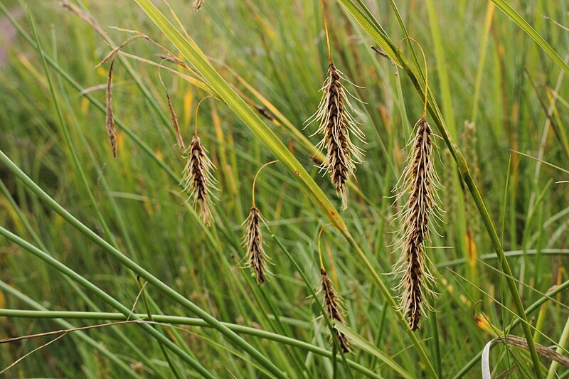 File:Chaffy sedge iNaturalist.jpg