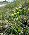 Chamorchis alpina colorless Austria - Allgäuer Alpen