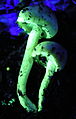 Champignon fluorescent 1.jpg